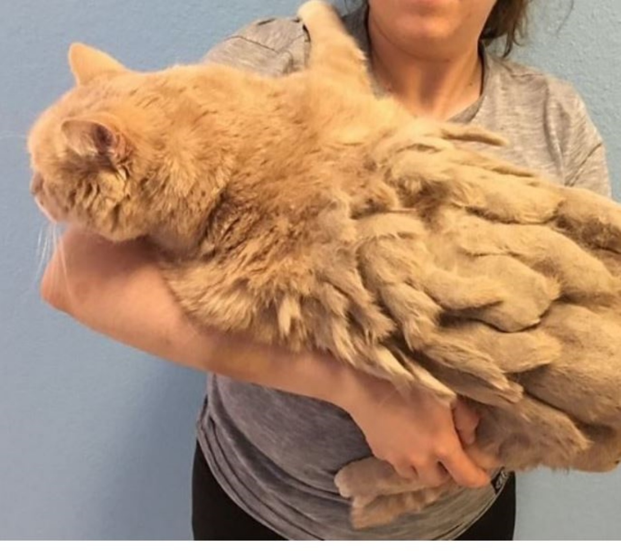 Un gatto con il pelo incrostato di nome Buttercup