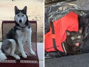 cane sulla sedia e gatto con la bocca aperta