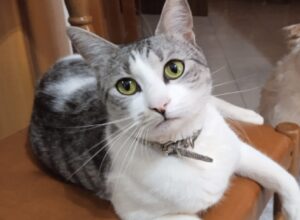 Carapelle, a perdersi è un felino di nome Leo, aiutiamo il gatto a tornare dalla sua famiglia