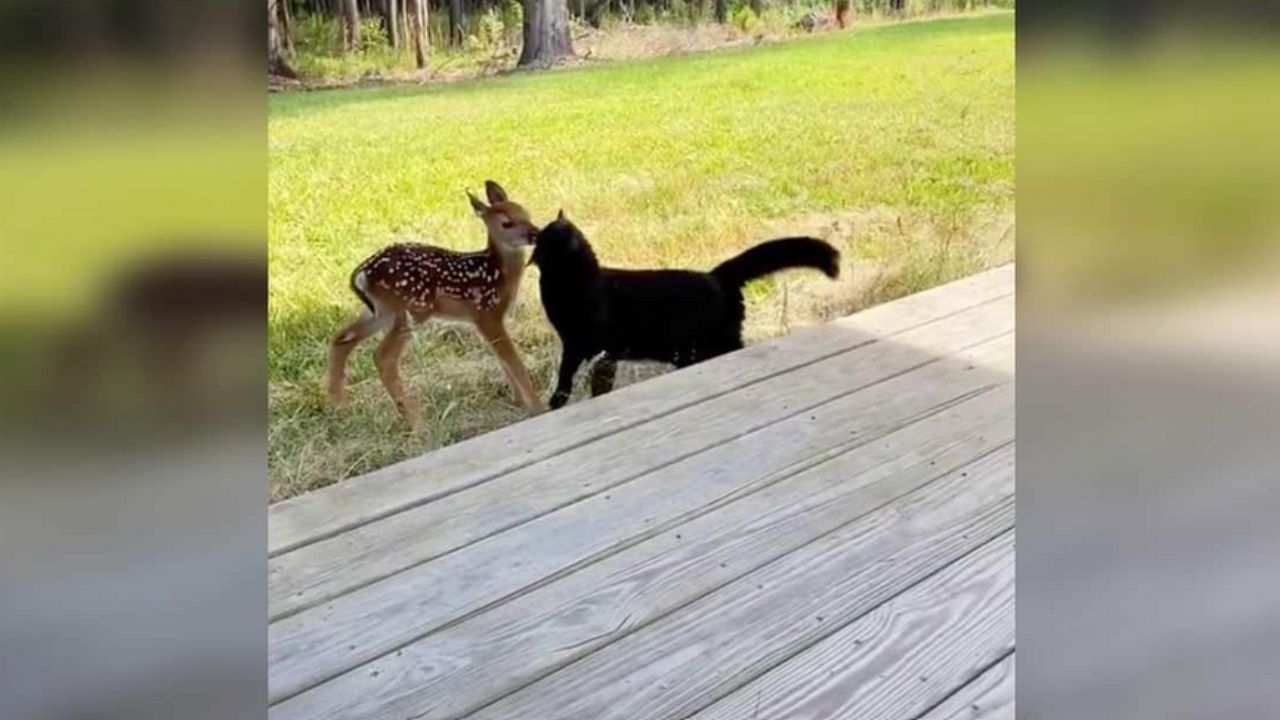 gatto nero e cerbiattino che si annusano in giardino