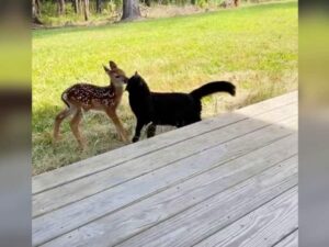 Il gatto diventa amico di una cerbiatta arrivata in giardino per essere salvata