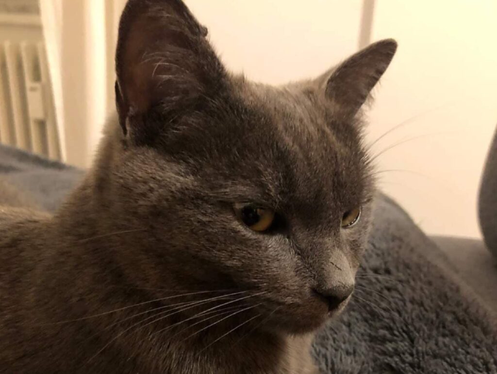 scomparsa la gatta nome momo