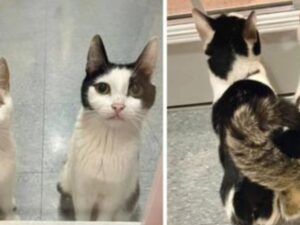 gatti che guardano in alto