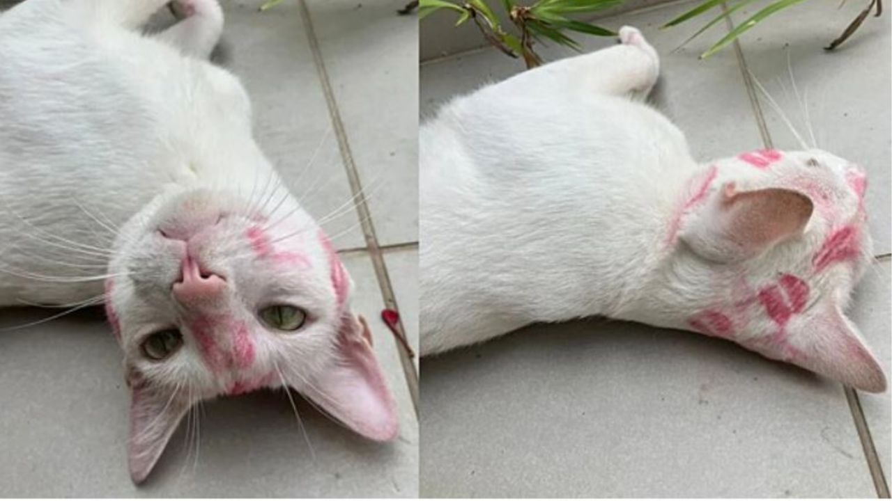Un gatto di nome Cotton Candy con dei segni di rossetto sulla testa