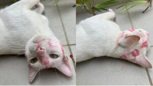 Cotton Candy: il gatto che torna a casa pieno di segni da rossetto rosso “posso spiegare!”