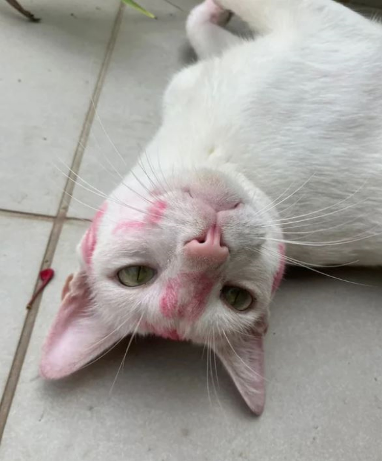 Un gatto di nome Cotton Candy dai segni rossi sulla testa