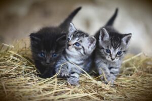 La primavera è un periodo critico per le cucciolate di gattini: cosa fare se ne trovate uno