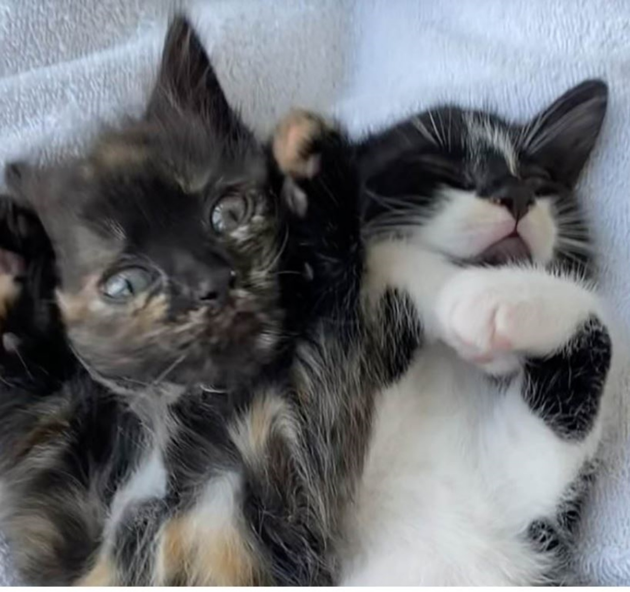 Due gattini che si stanno svegliando dal sonno