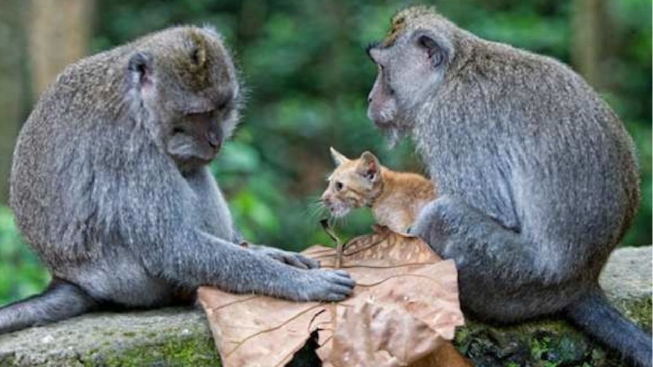 due scimmie sedute su un tronco insieme a un gattino