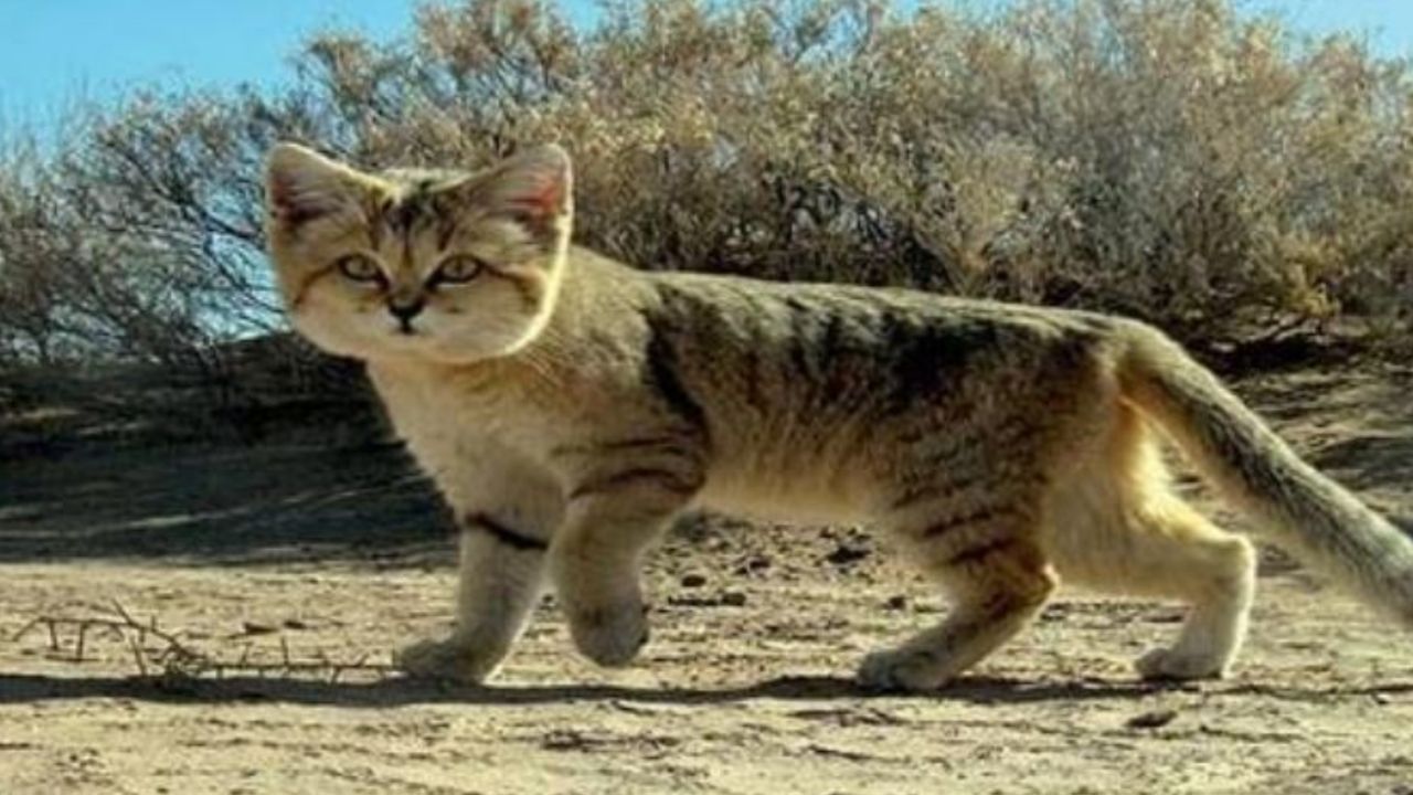 Un gatto delle dune 