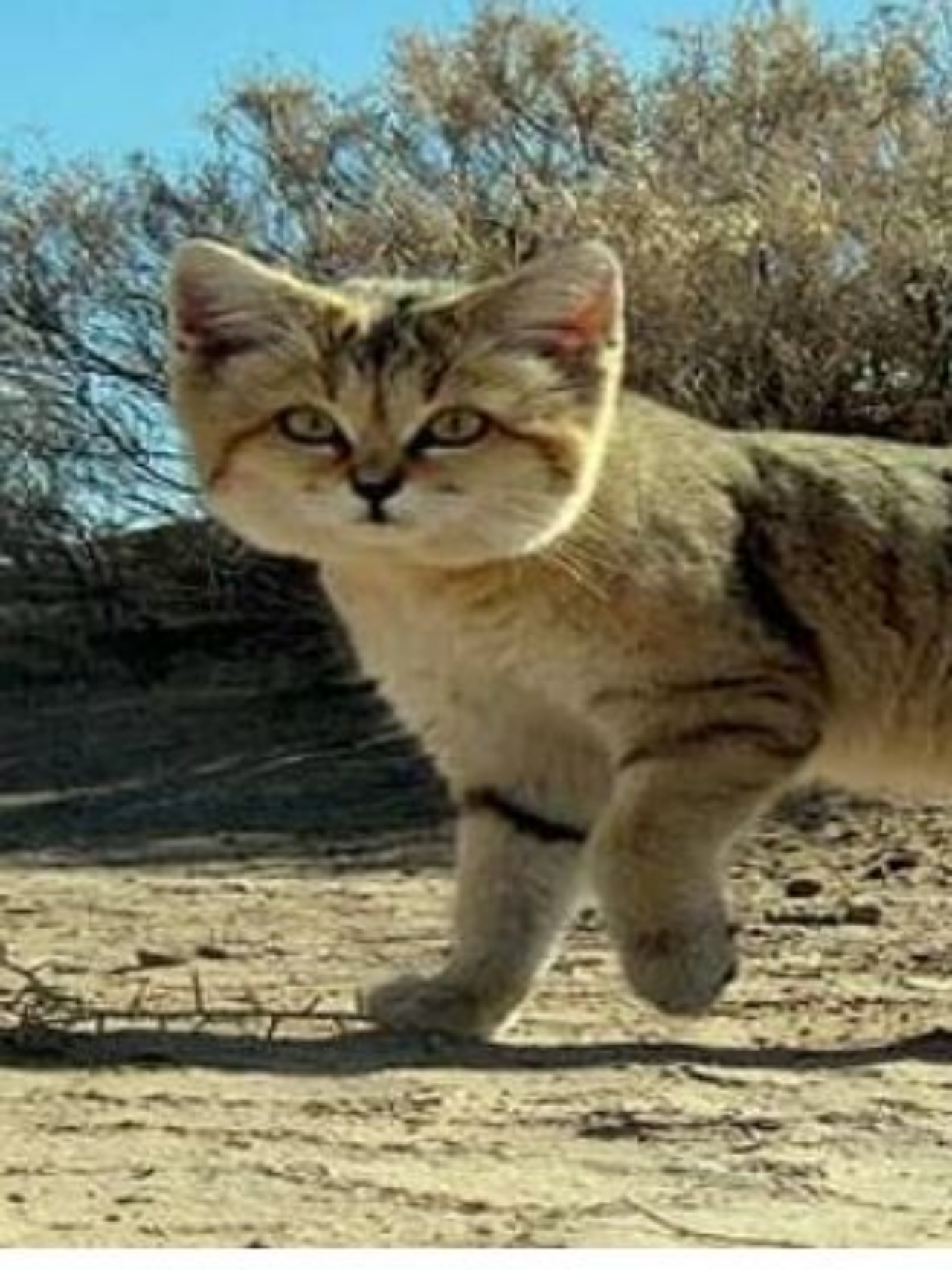 Un gatto delle dune ripreso da una telecamera