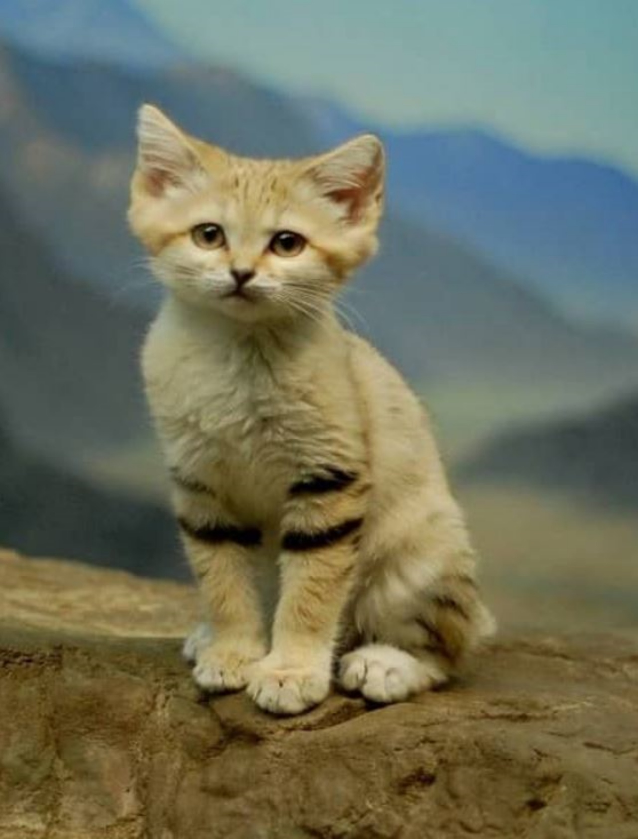 Un cucciolo di gatto delle dune seduto