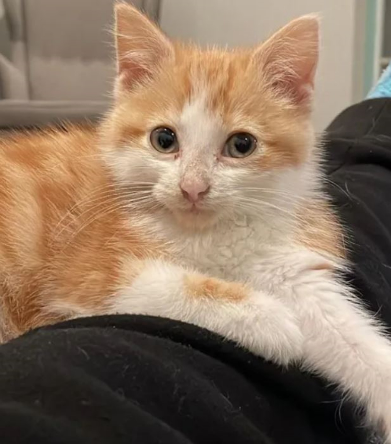 Un gattino dal pelo bianco e arancione