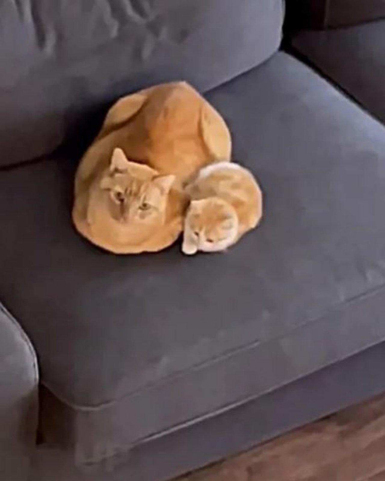 Un gattino di nome Garfield vicino ad un altro gatto