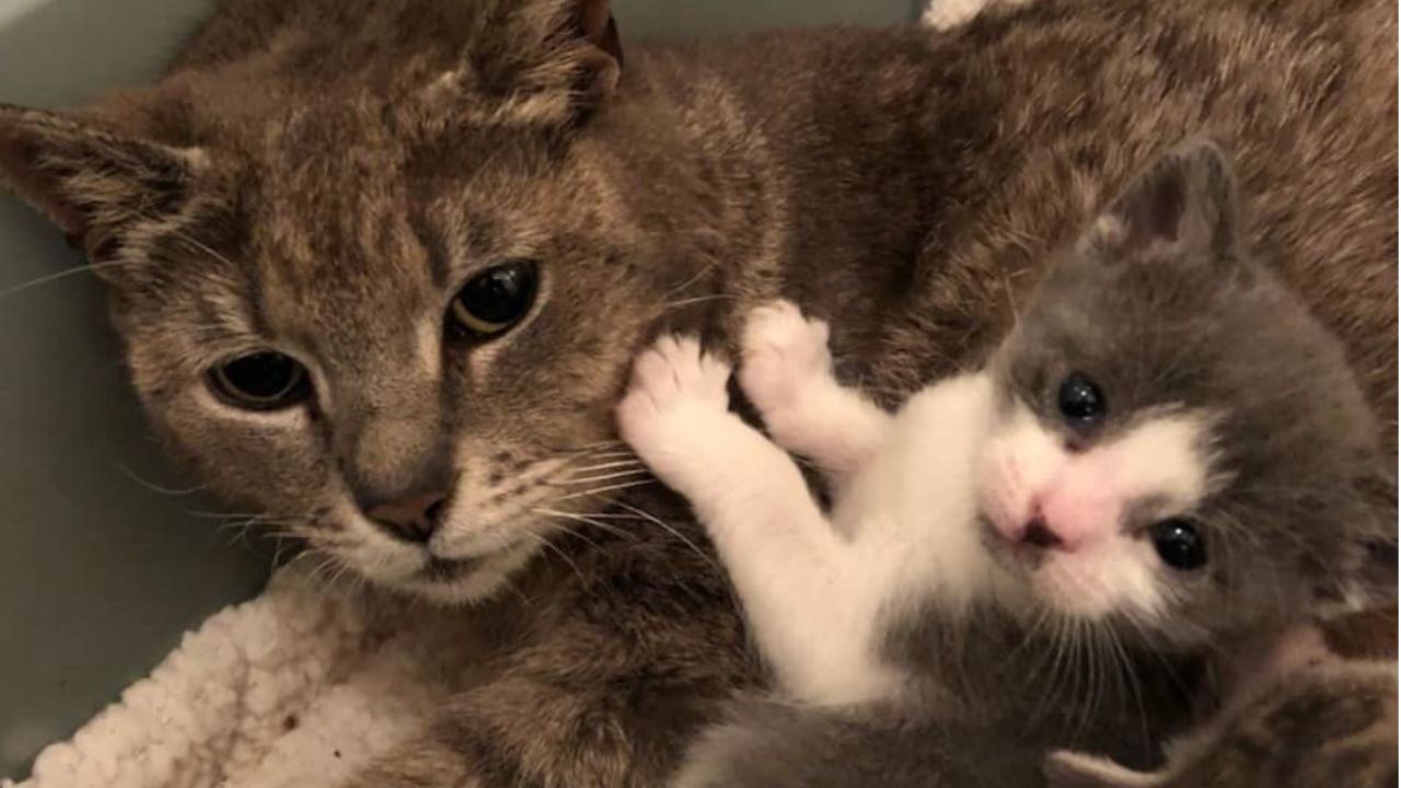 gatta grigia con cuccioli 