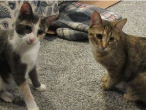 Queste due gattine sorelle temevano di essere separate, ma poi è cambiato qualcosa