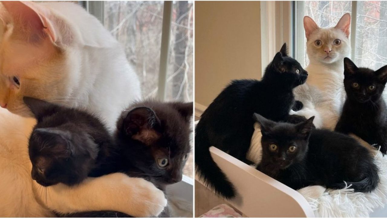 gatti neri insieme a gatta bianca