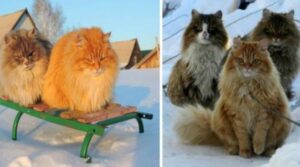 dei gattini sulla neve