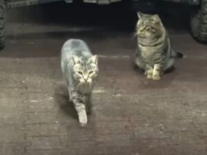 Dopo sei mesi una donna si guadagna finalmente la fiducia di una coppia di gatti randagi