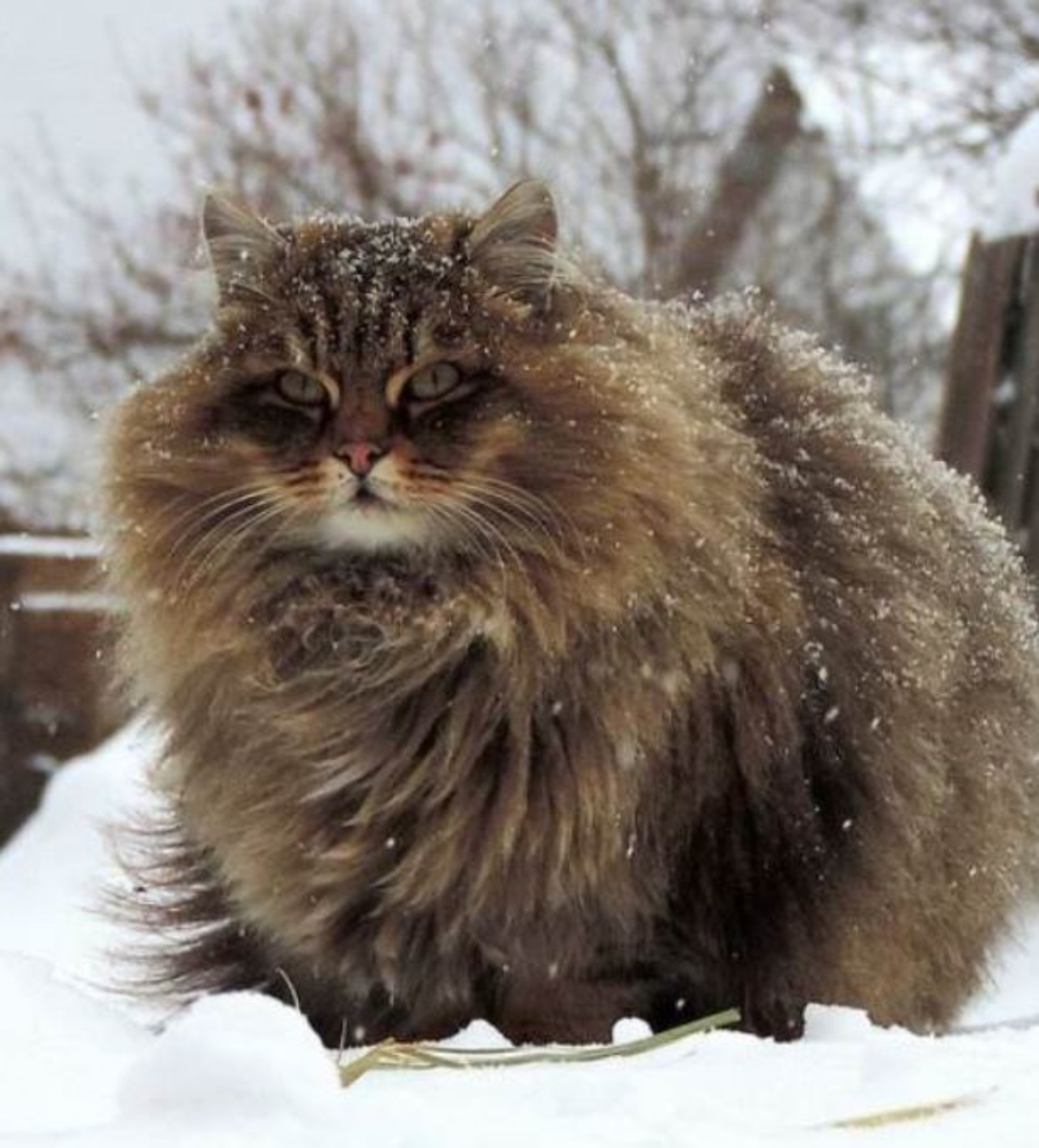 Un gatto dal pelo molto folto