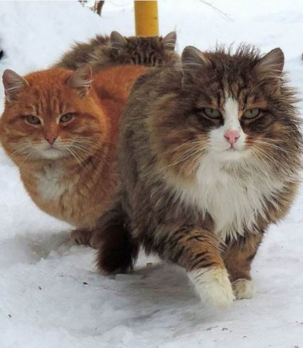 Due gatti sulla neve