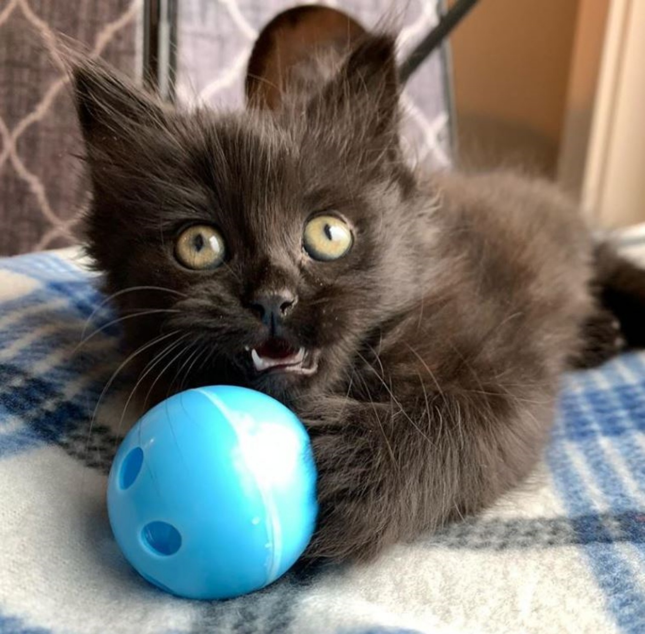 Una gattina con una pallina blu