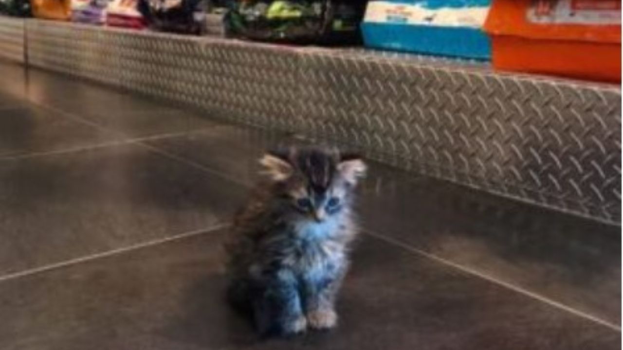 gattina grigia seduta in un negozio