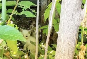 La piccolissima gattina era rimasta con la testolina incastrata finché delle persone gentili l’hanno salvata