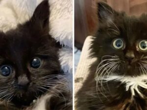 La gattina dagli occhi irresistibili ha cambiato la sua vita e quella della donna che l’ha adottata