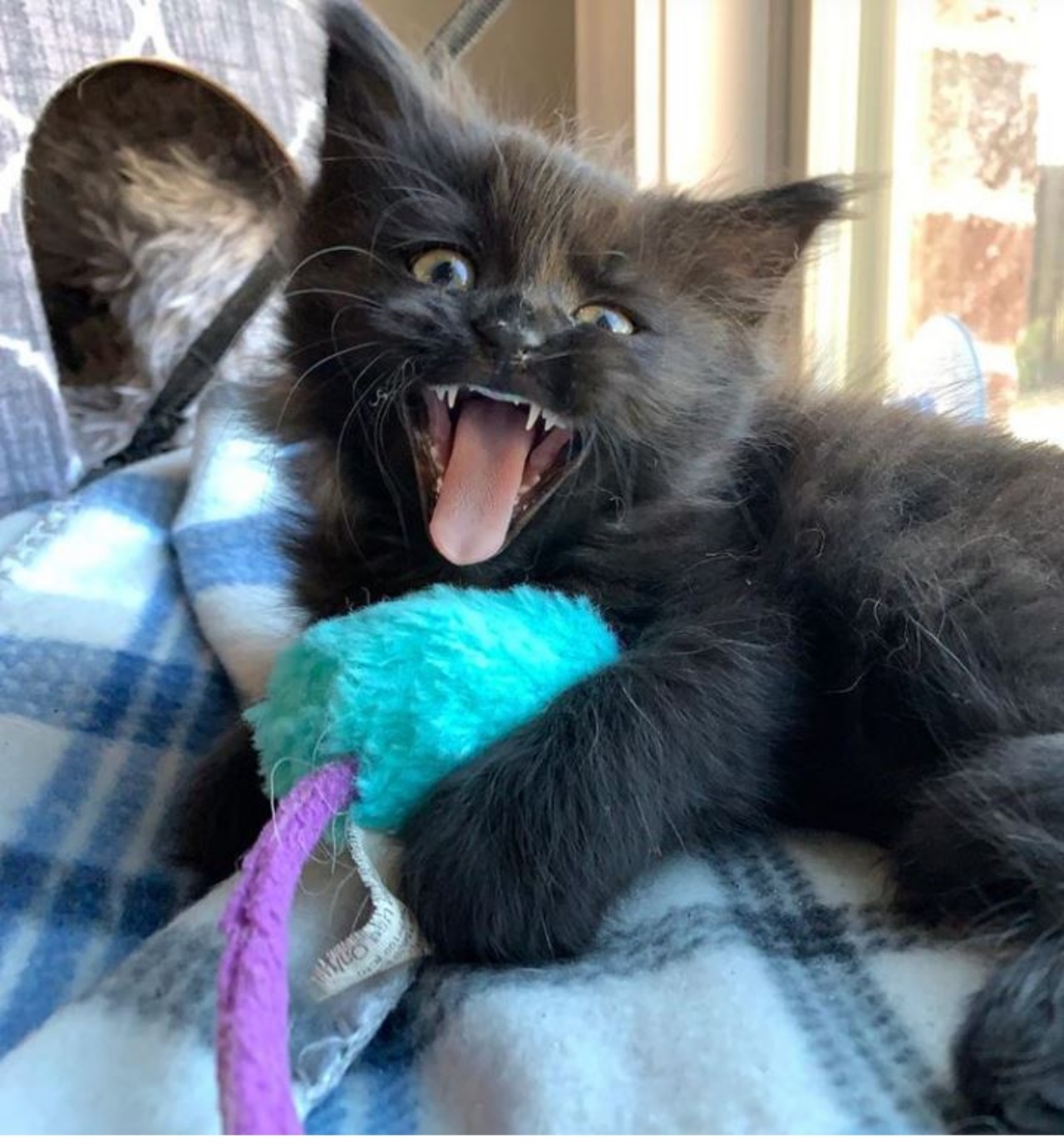 una gattina che gioca con un piccolo peluche