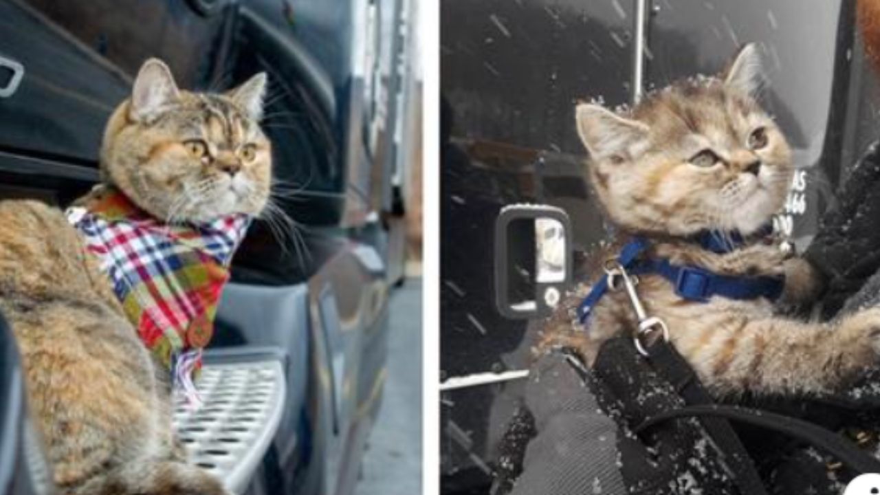 gattina su camion