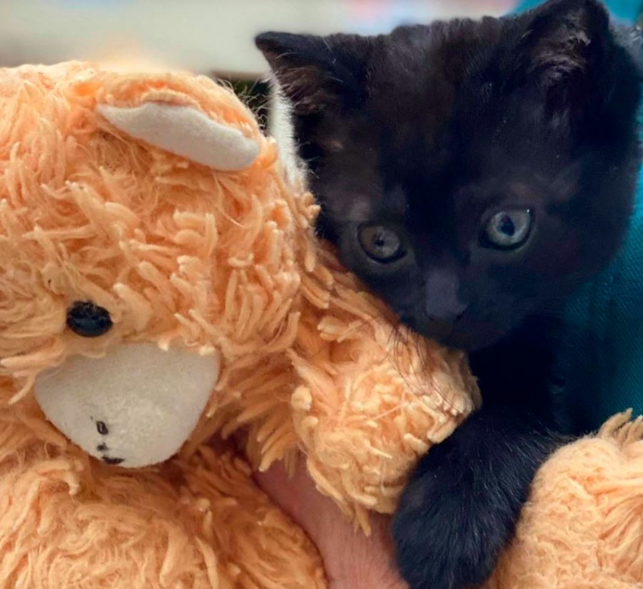 Una gattina nera con un orsacchiotto di peluche