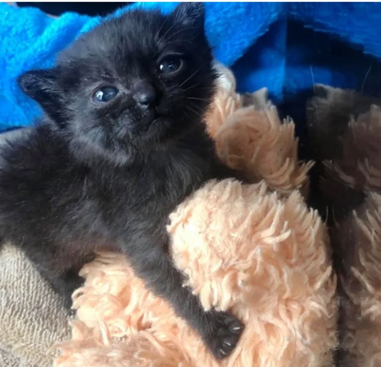 Cricket con il suo orsacchiotto di peluche