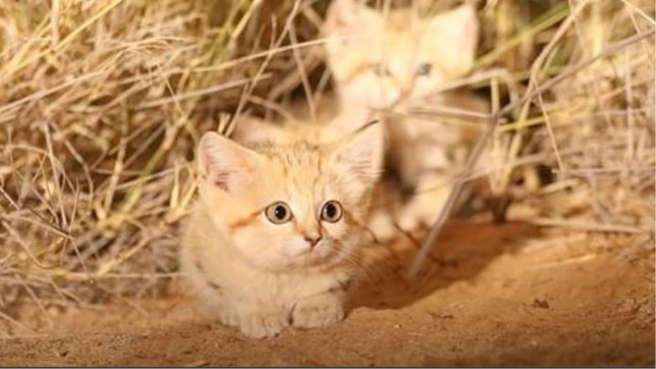 Dei cuccioli di gatti della sabbia