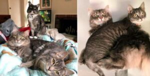 Il gattino dal collo storto sembrava destinato a essere infelice: invece, è arrivato il colpo di scena