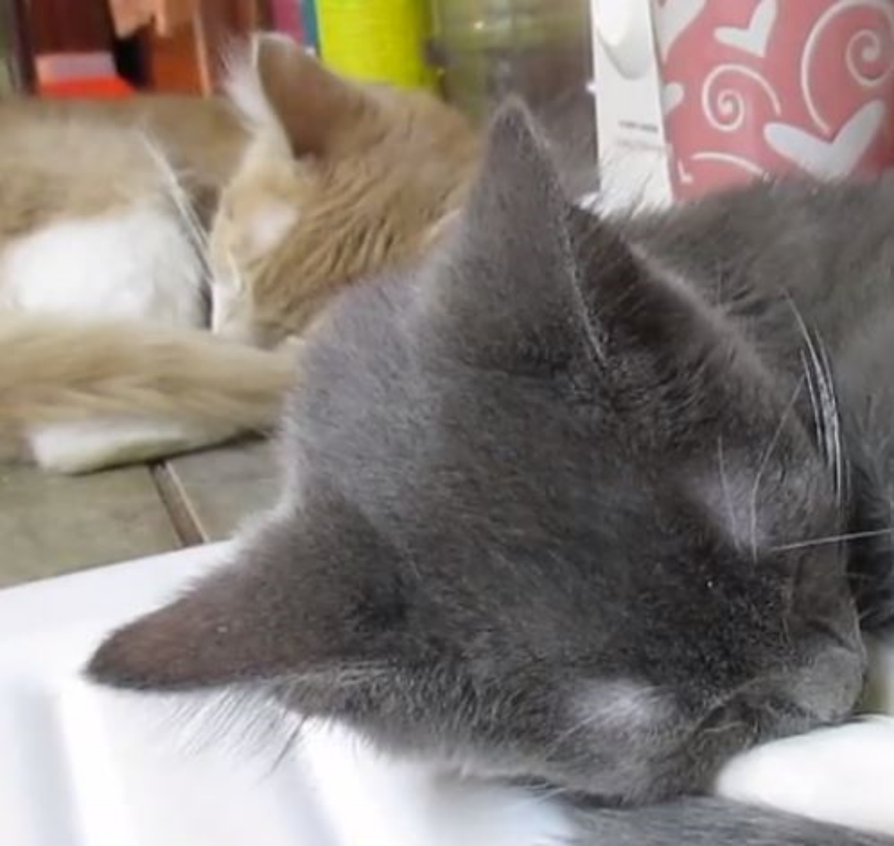 Due gattini fratelli che dormono insieme