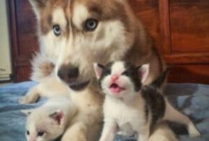 Questi gattini erano spacciati, ma poi un coraggioso Husky ha salvato loro la vita