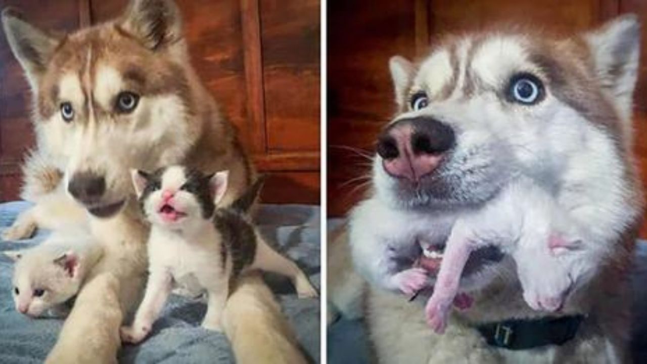 gattini con husky