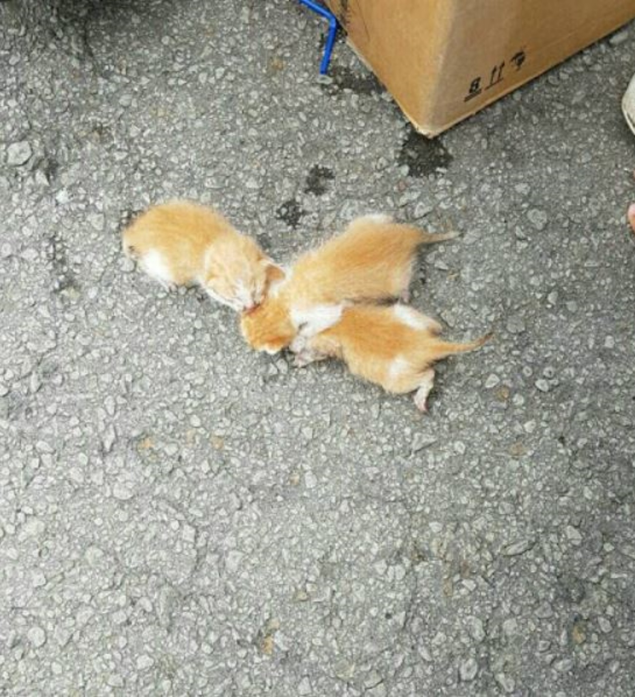Tre gattini dal pelo bianco e arancione
