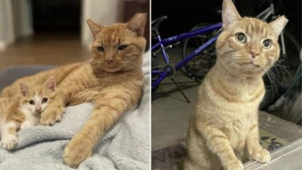 Un gattino di nome Garfield con un altro gatto