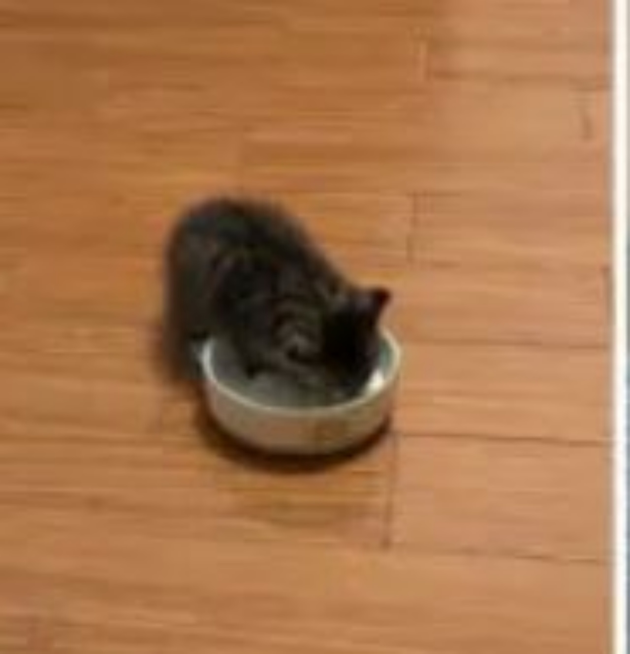 Un gattino di nome Patty che mangia