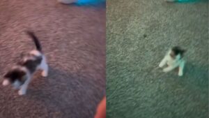 Il gattino cerca di saltare ma si capovolge: la sua scenetta fa ridere chiunque la guardi