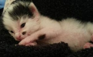cucciolo di gatto