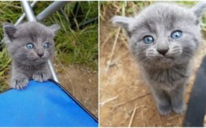 Il gattino è apparso all’improvviso al pescatore, miagolando fortissimo per chiedergli un po’ d’amore