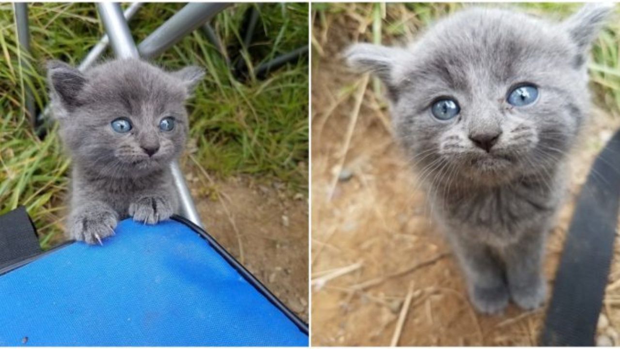 gattino occhi blu