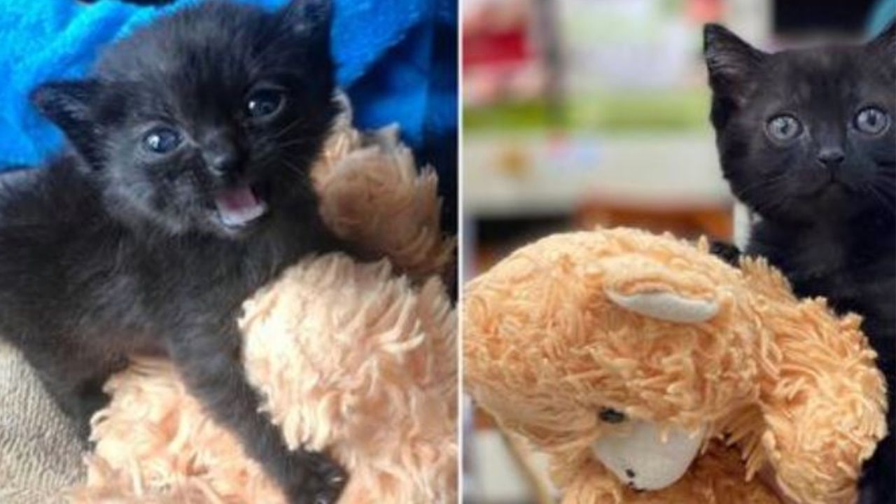 Una gattina nera insieme al suo orsacchiotto di peluche