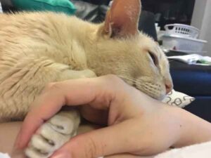Il gatto di 13 anni è così felice di essere adottato che succede la cosa più bella in assoluto