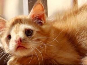 gatto arancione sdraiato