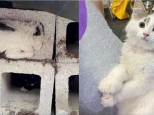 Il gattino è stato tirato fuori da un blocco di cemento. Poi è iniziata la sua profonda trasformazione