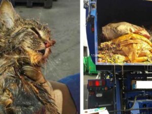 Da sotto una pila di rifiuti e sporcizia veniva un flebile miagolio: il gattino era quasi al limite